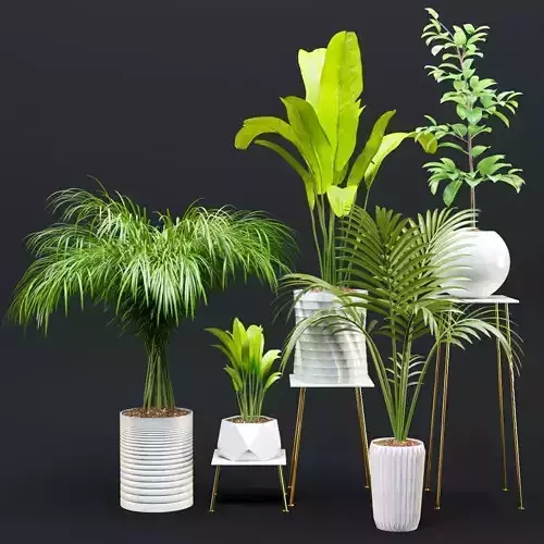 Plant and vase vol 2