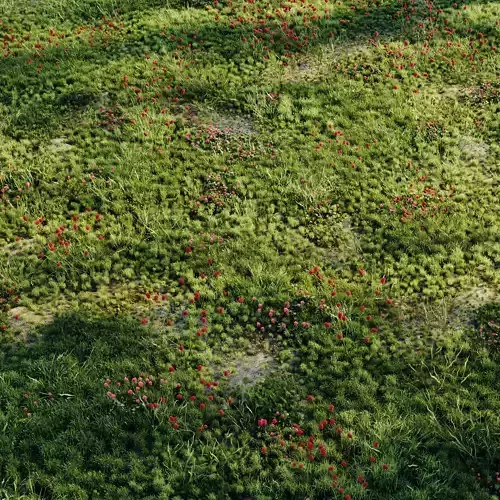 Meadow grass 2 3D model