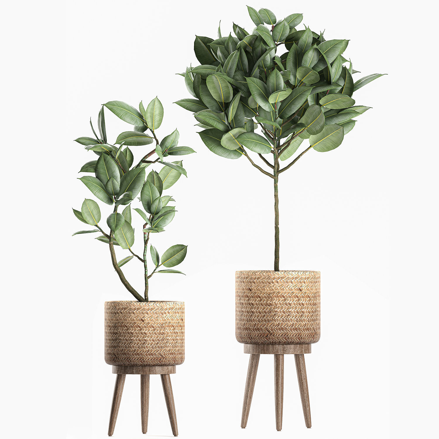 Decorative Ficus tree for the interior in baskets 606 3D model_1