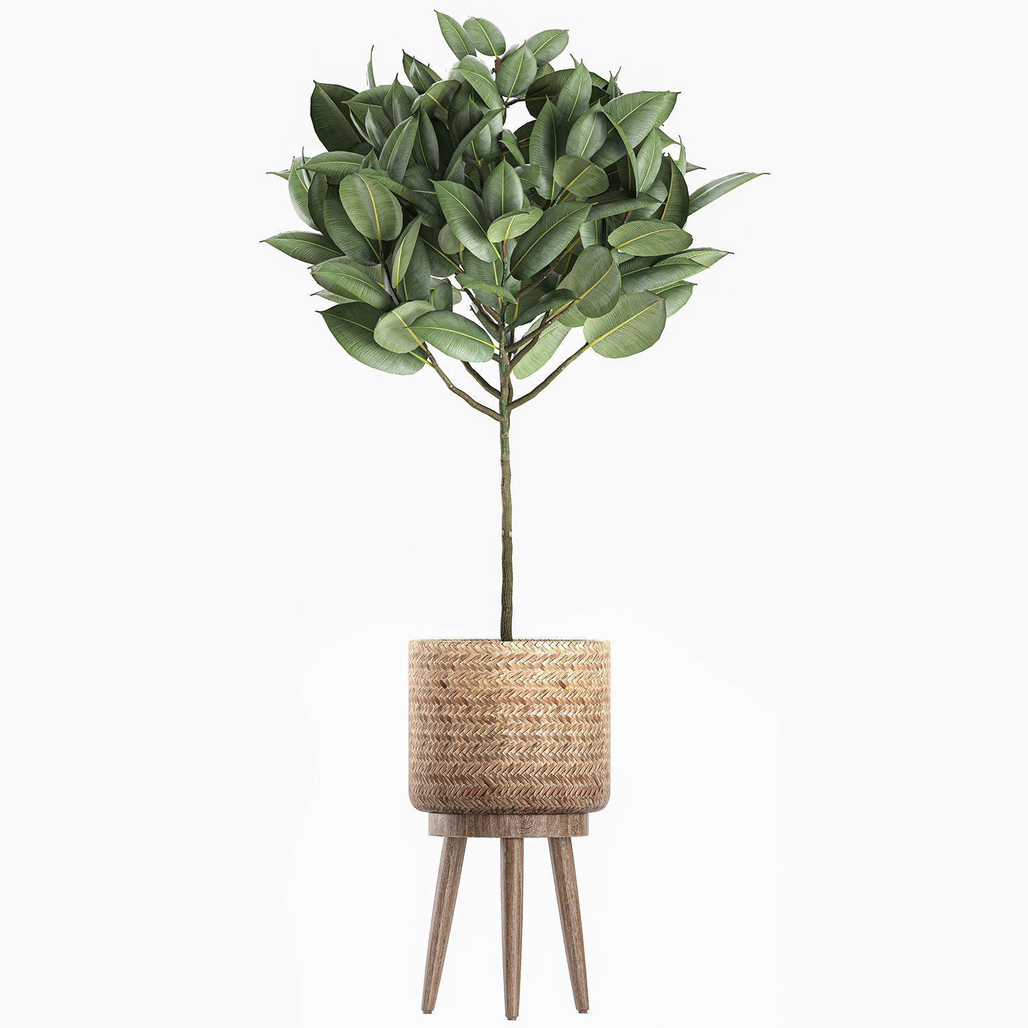 Decorative Ficus tree for the interior in baskets 606 3D model_4