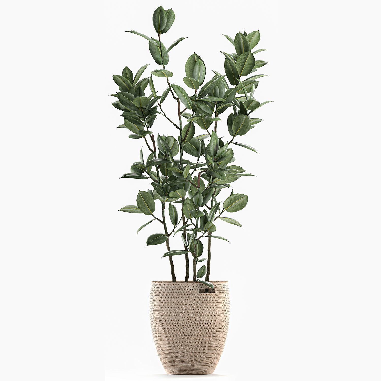 Decorative Ficus tree for the interior in baskets 606 3D model_6