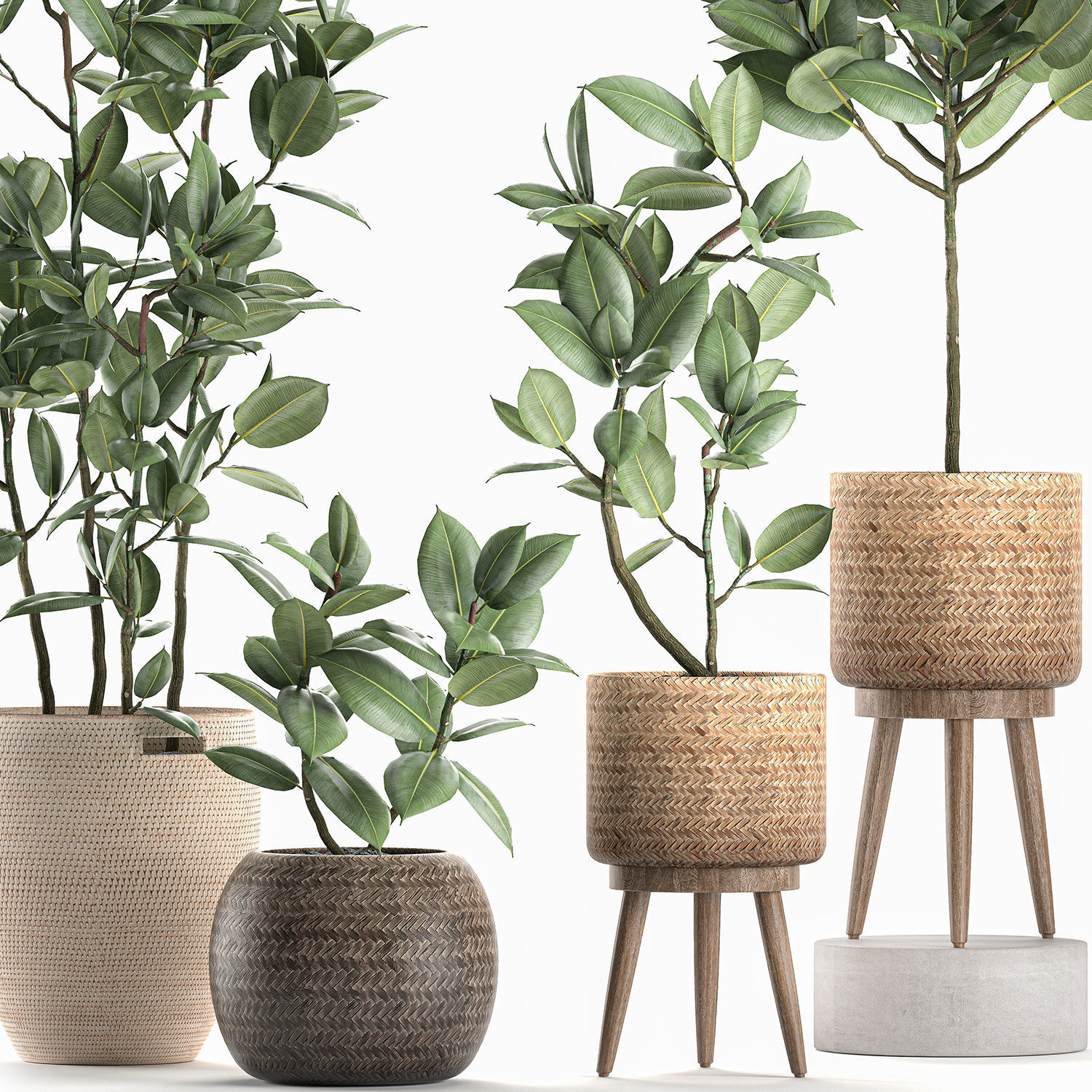 Decorative Ficus tree for the interior in baskets 606 3D model_7