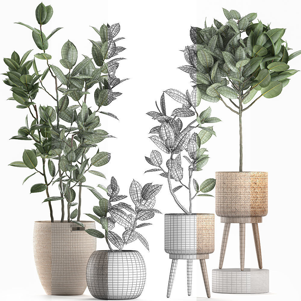 Decorative Ficus tree for the interior in baskets 606 3D model_9