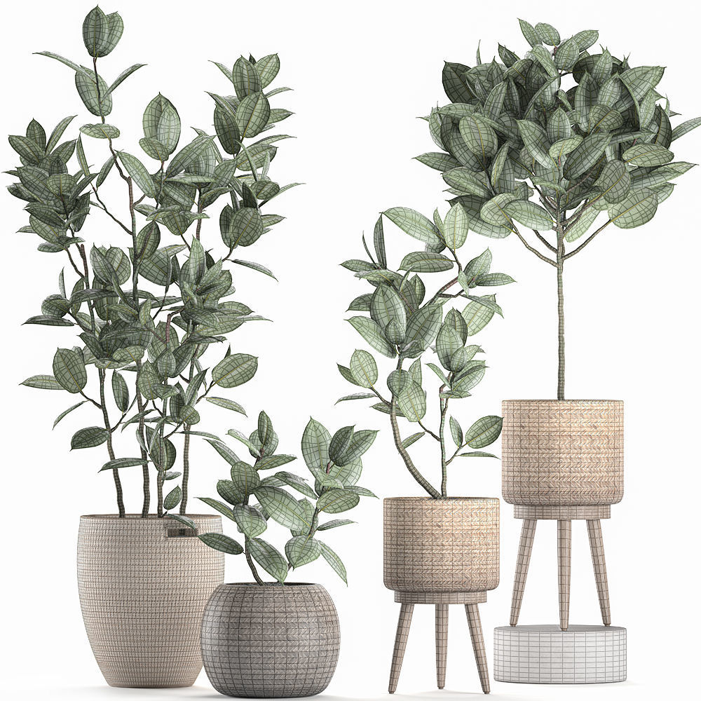 Decorative Ficus tree for the interior in baskets 606 3D model_8