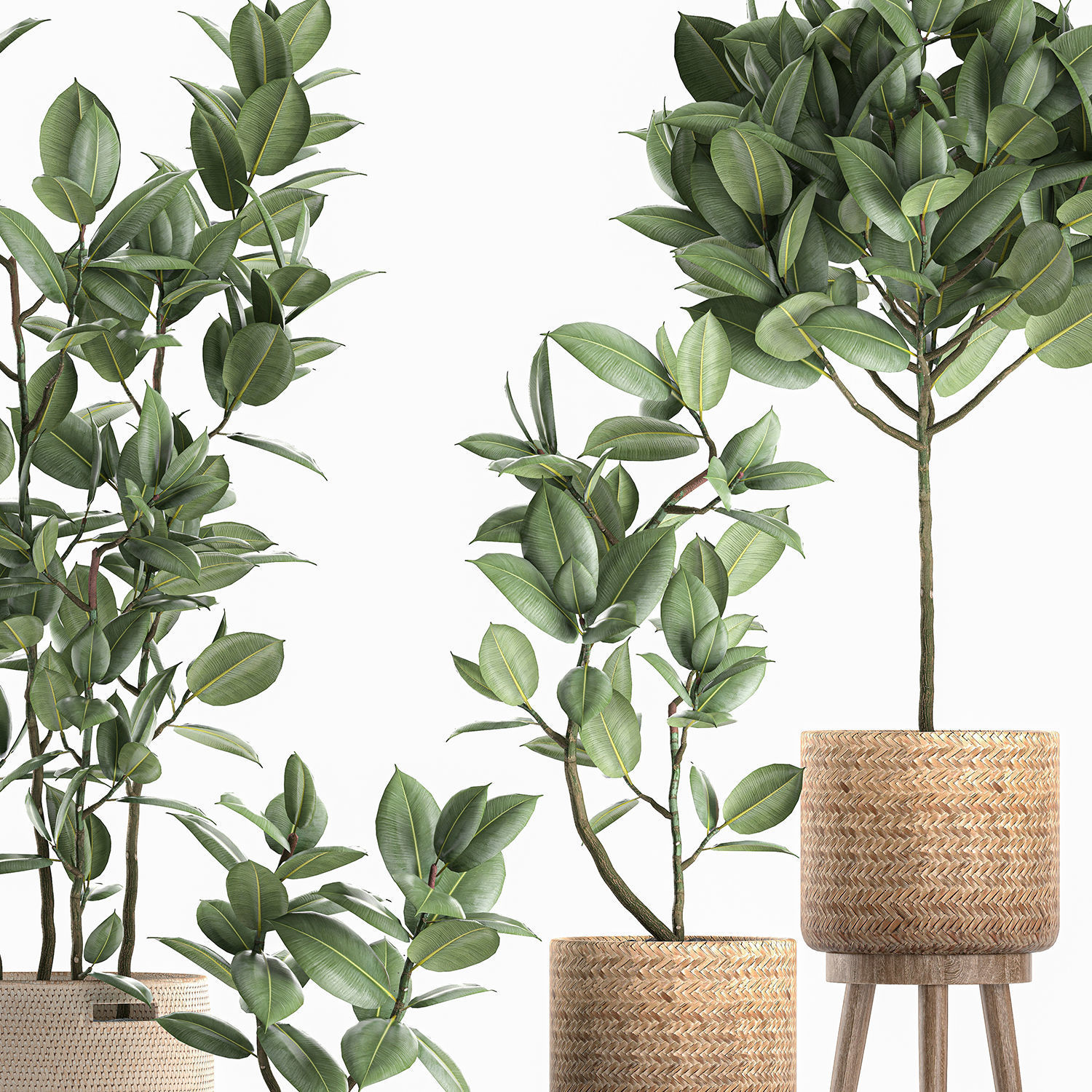 Decorative Ficus tree for the interior in baskets 606 3D model_2