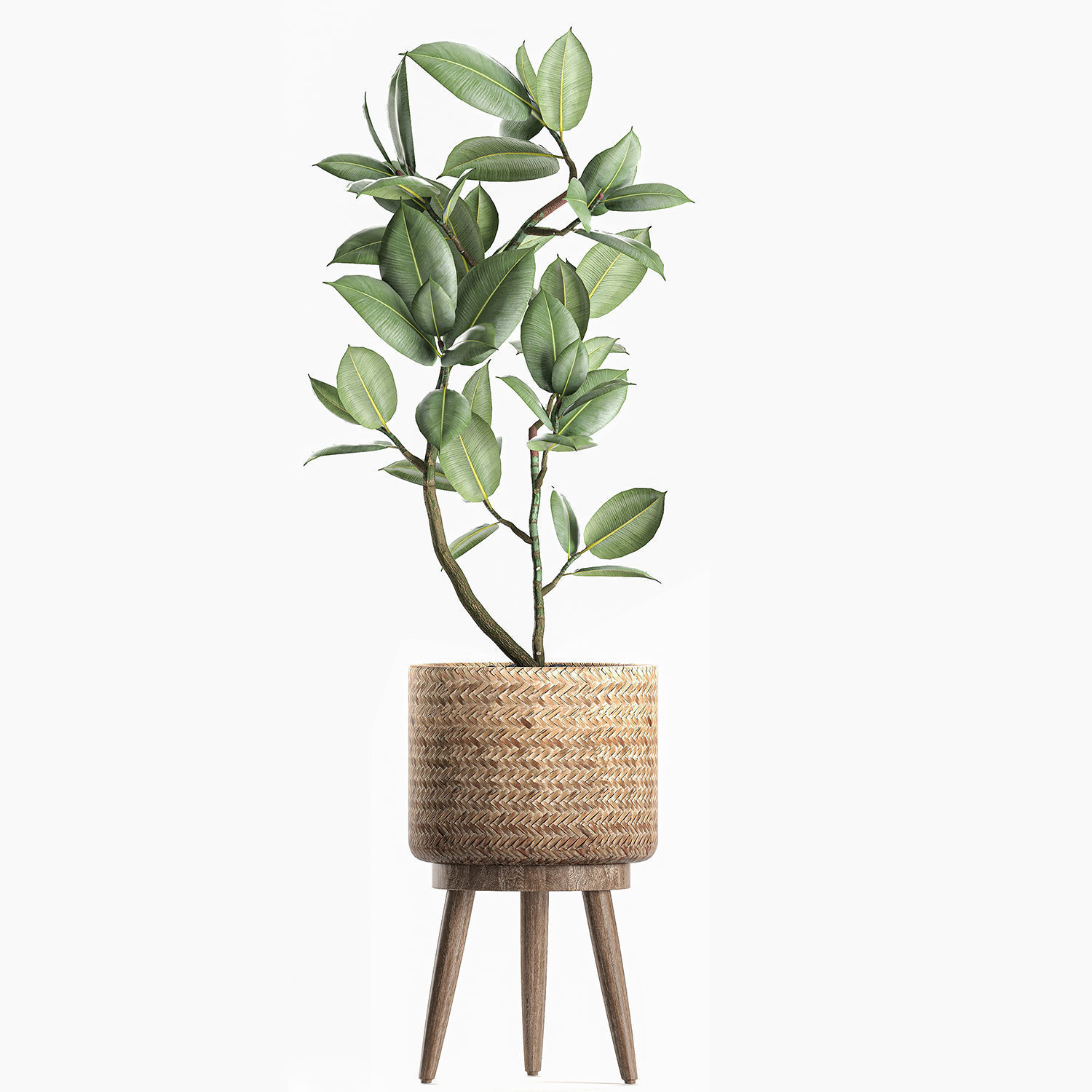 Decorative Ficus tree for the interior in baskets 606 3D model_5
