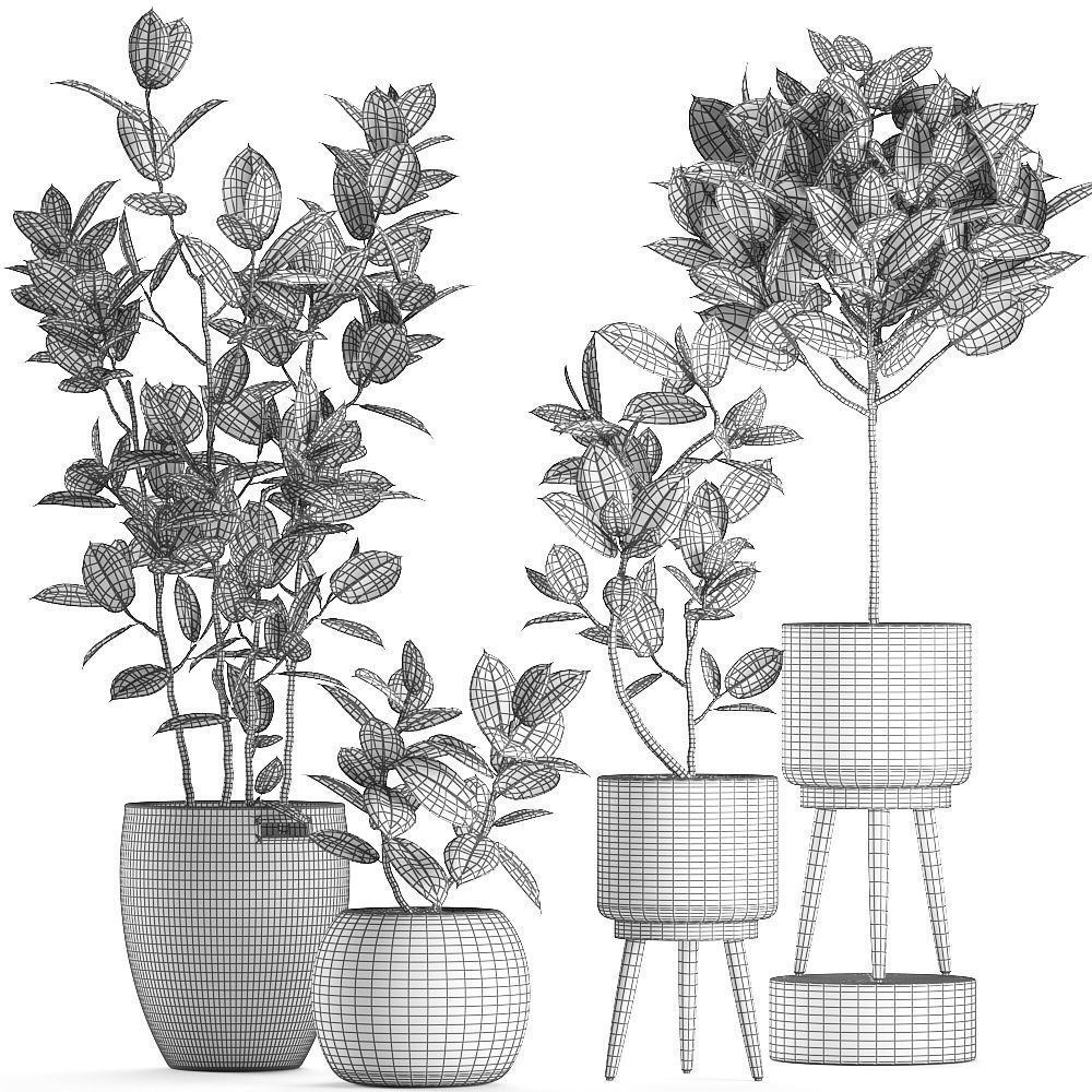 Decorative Ficus tree for the interior in baskets 606 3D model_10