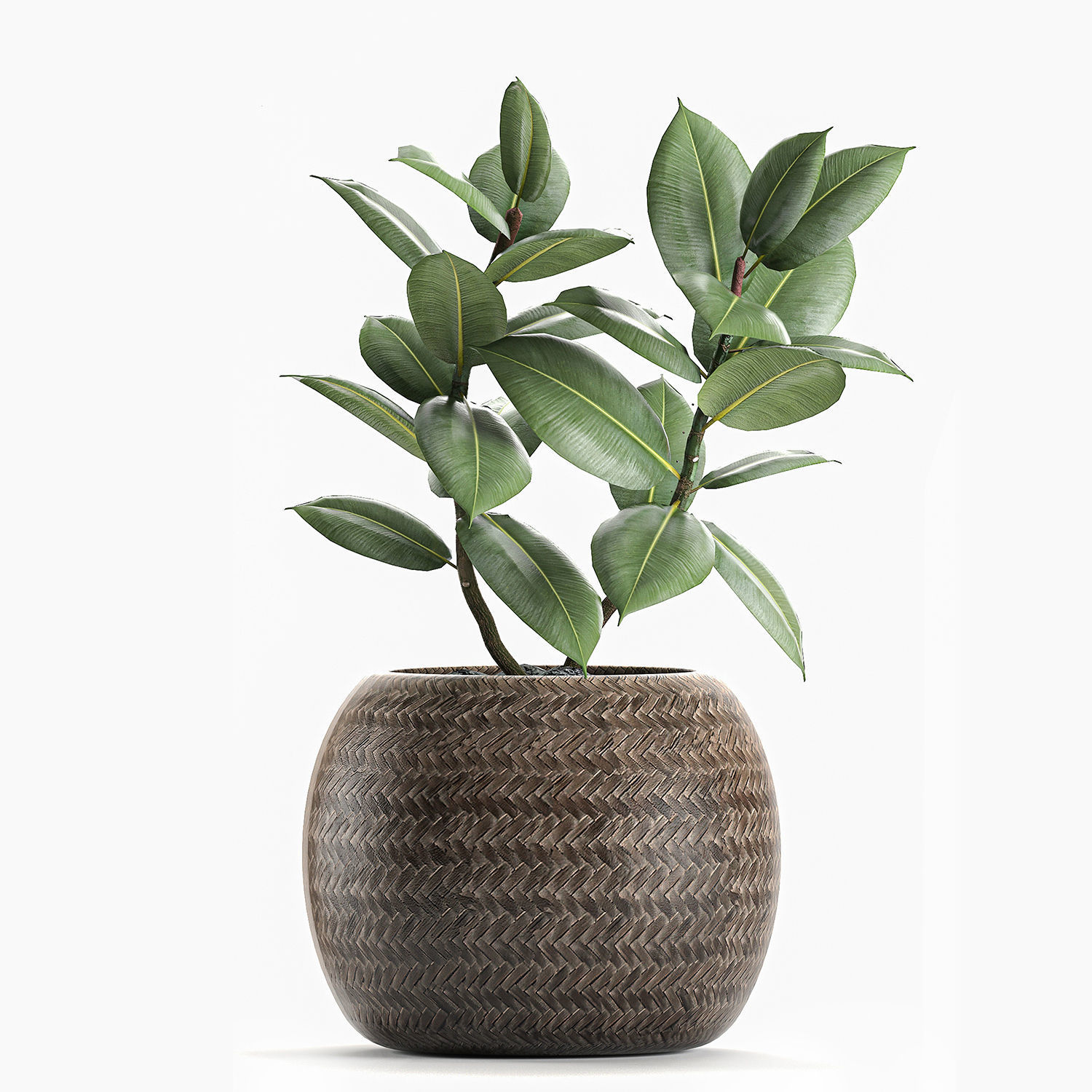 Decorative Ficus tree for the interior in baskets 606 3D model_3
