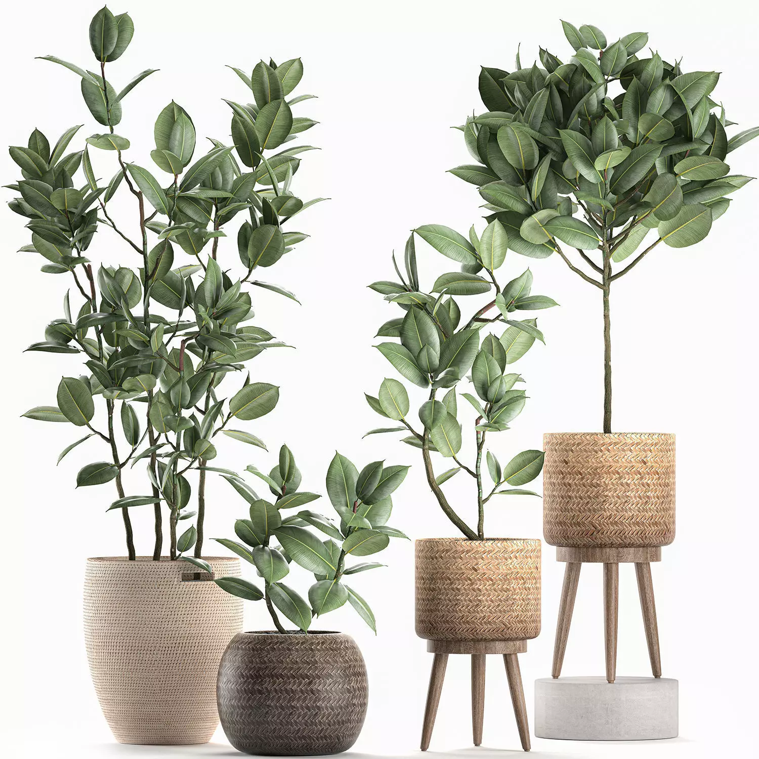 Decorative Ficus tree for the interior in baskets 606 3D model_0