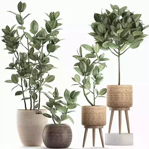 Decorative Ficus tree for the interior in baskets 606 3D model