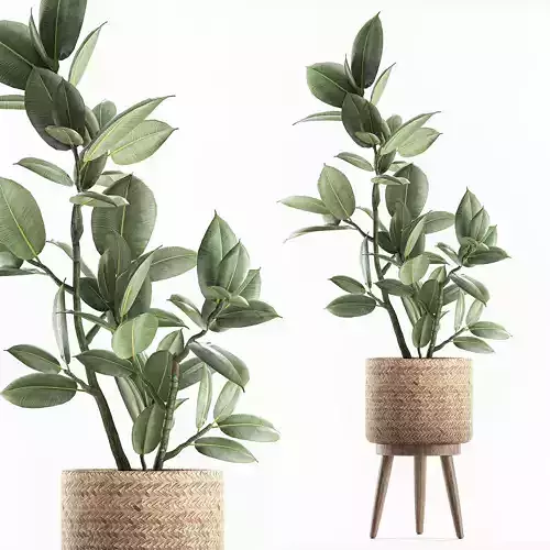 Decorative Ficus tree for the interior in baskets 607