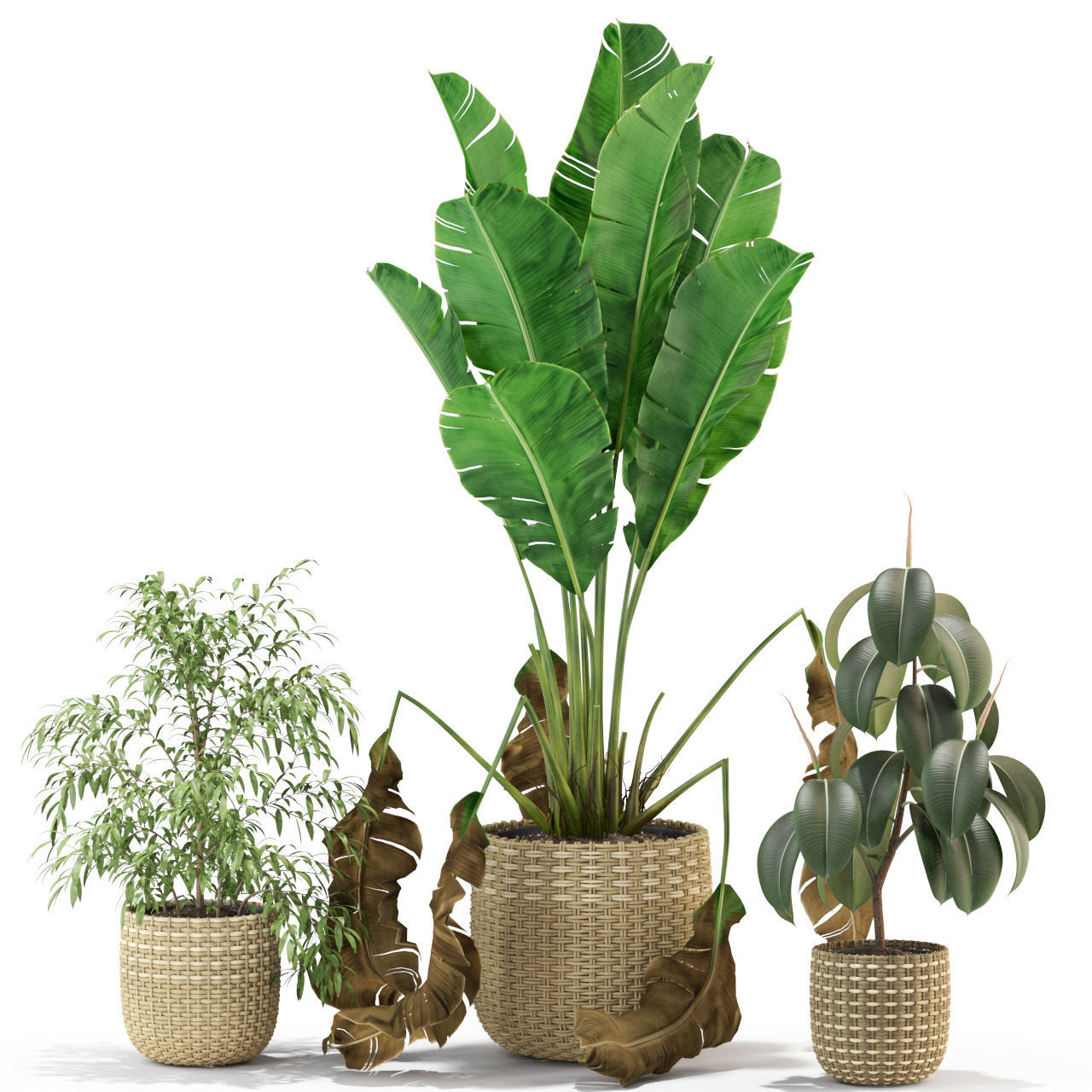 Plants collection 330 3D model_1