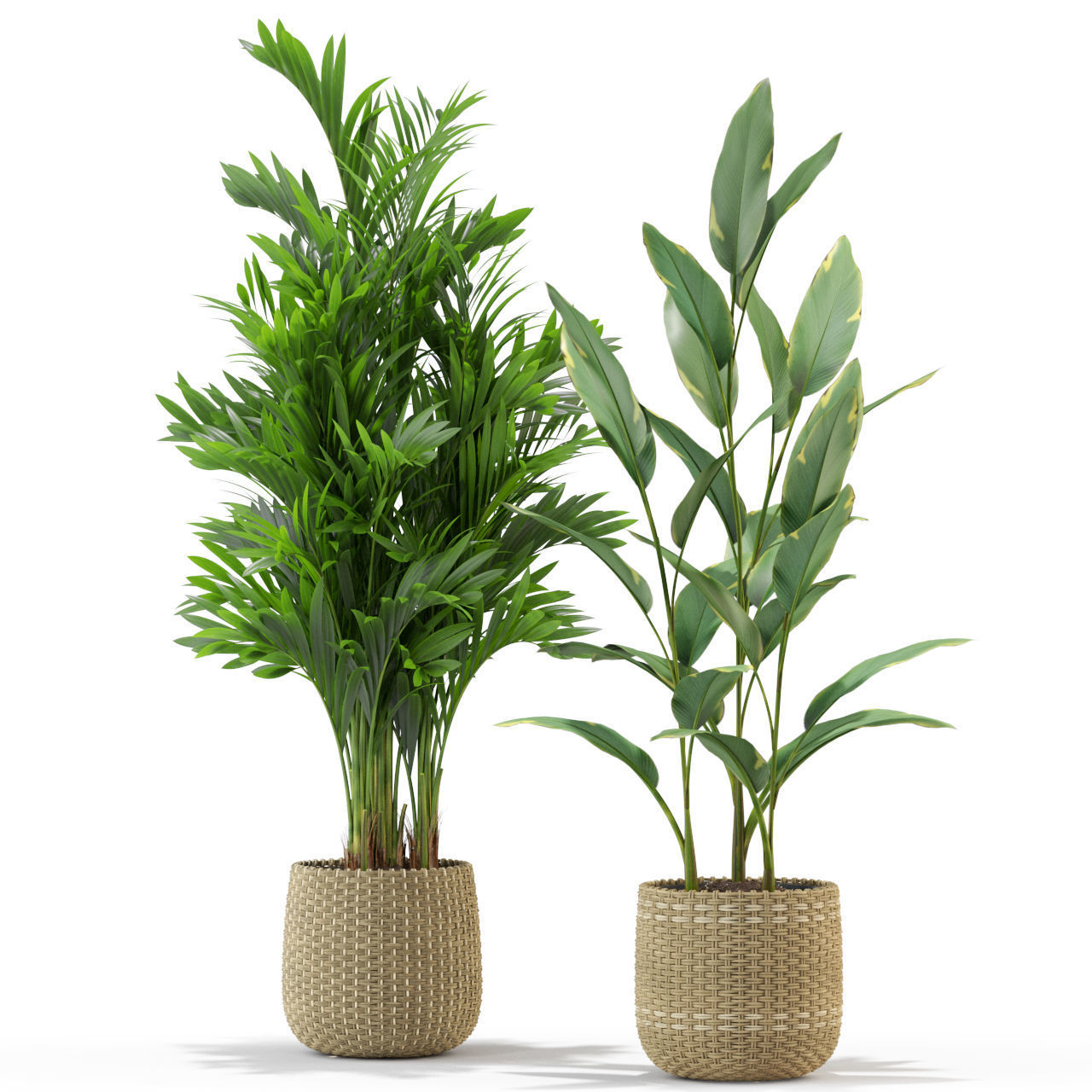 Plants collection 330 3D model_2