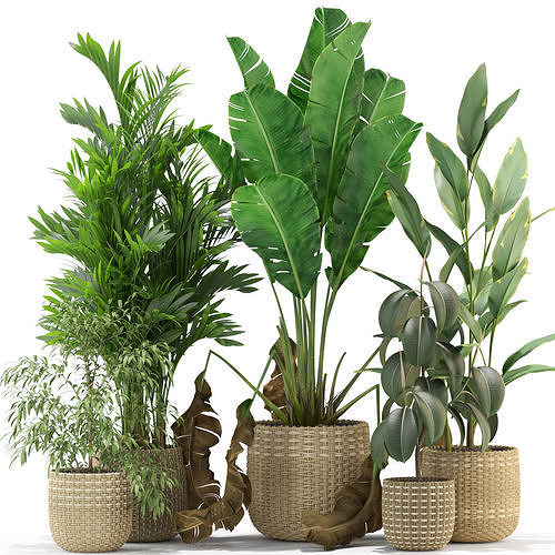 Plants collection 330 3D model