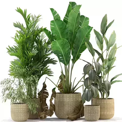 Plants collection 330 3D model