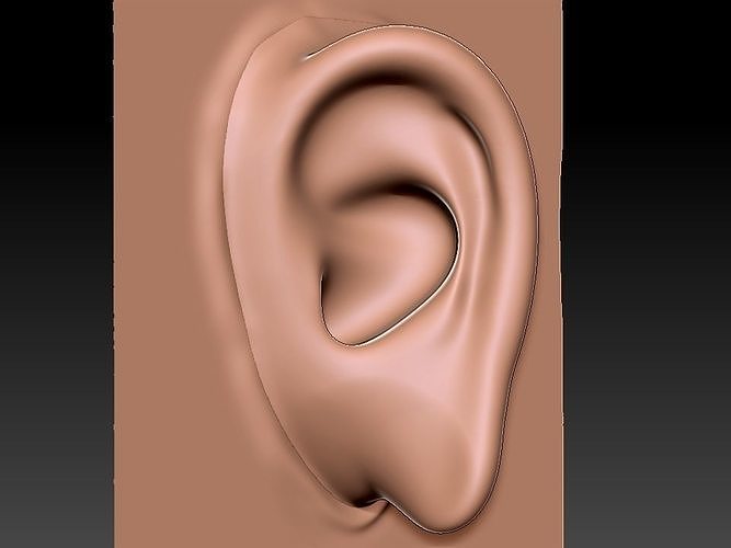 3D EAR Free 3D model