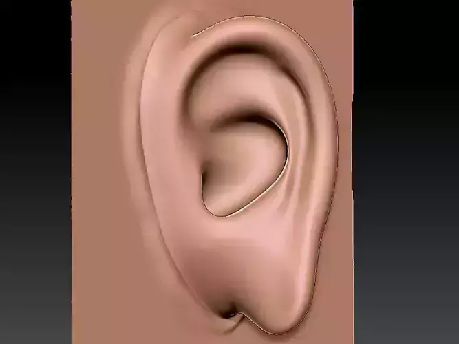 3D EAR Free 3D model