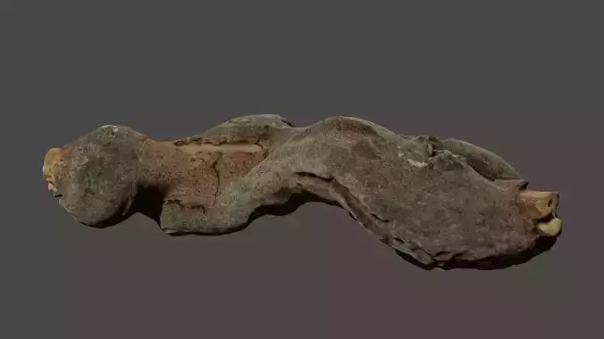 Photo-realistic root