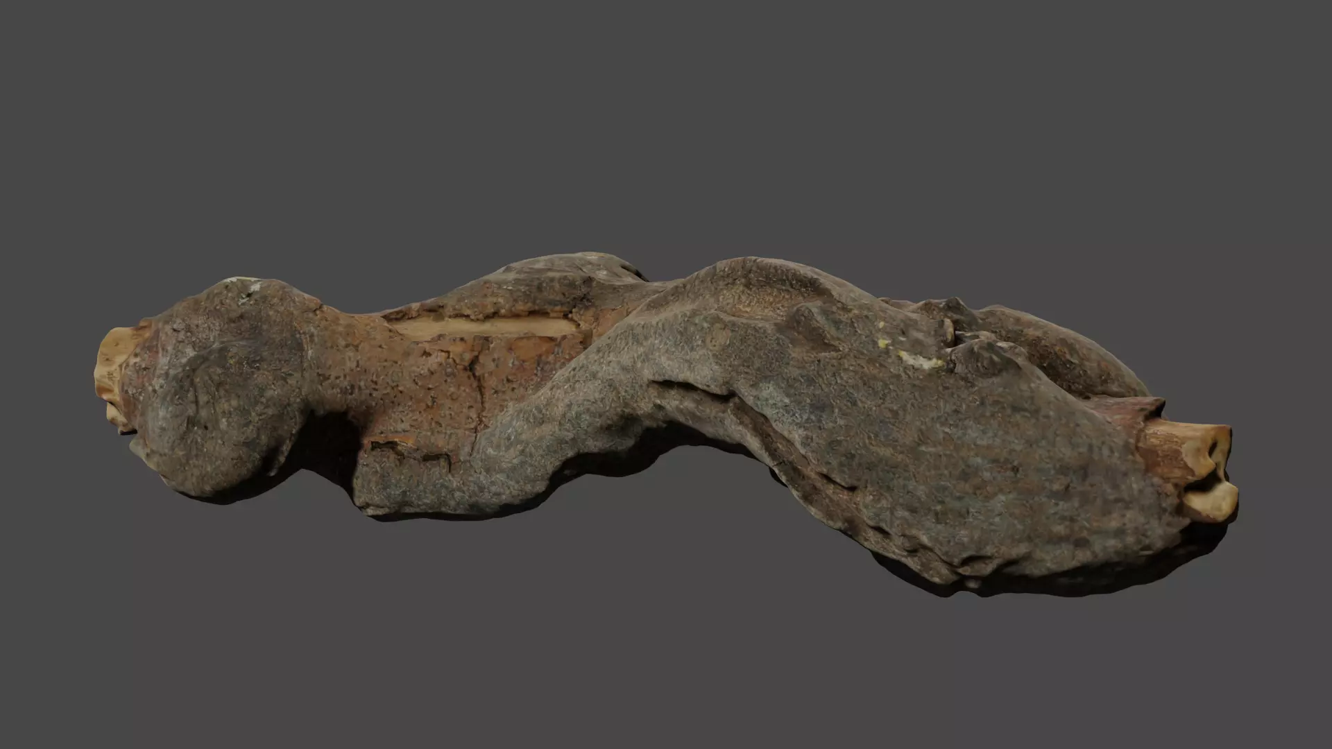 Photo-realistic root Free 3D model