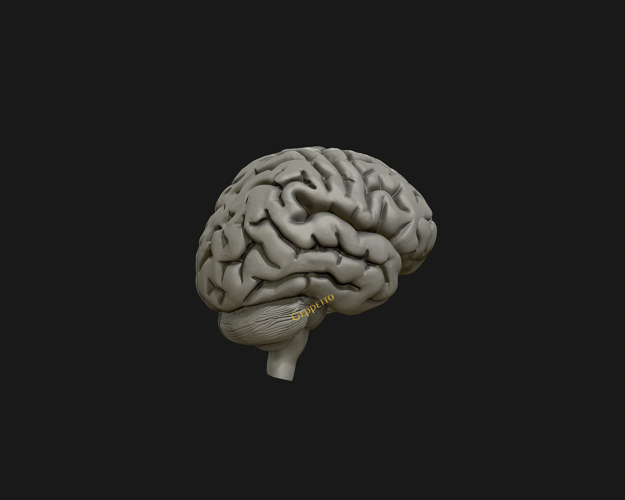 human Brain 3D model Ready to 3D print 3D model 3D printable | CGTrader