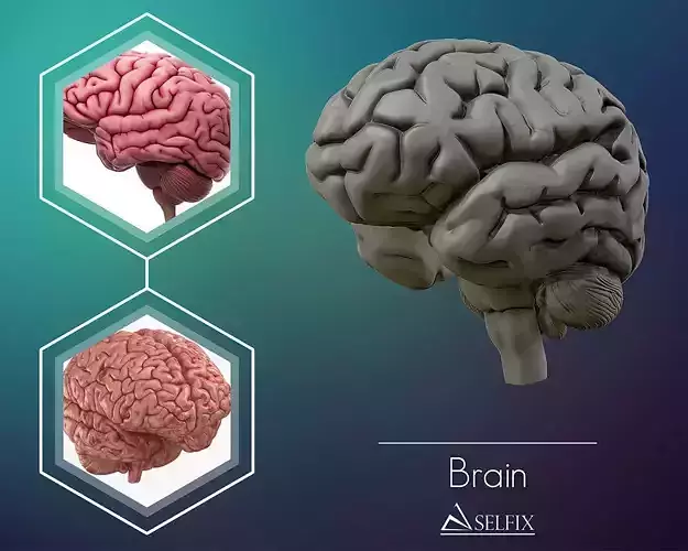 human Brain 3D model Ready to 3D print 3D print model