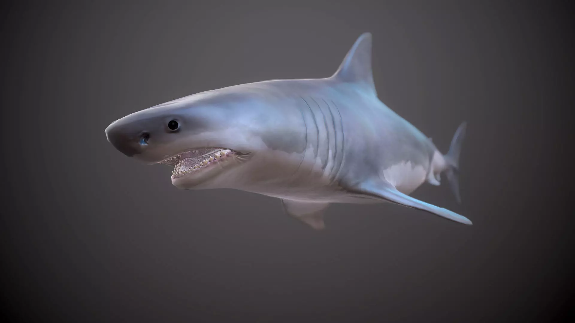 GREAT WHITE SHARK Low-poly 3D model