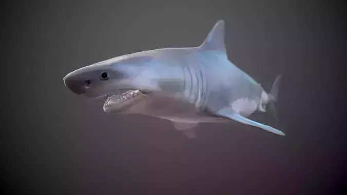GREAT WHITE SHARK