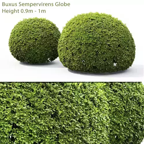 Buxus Globe 01