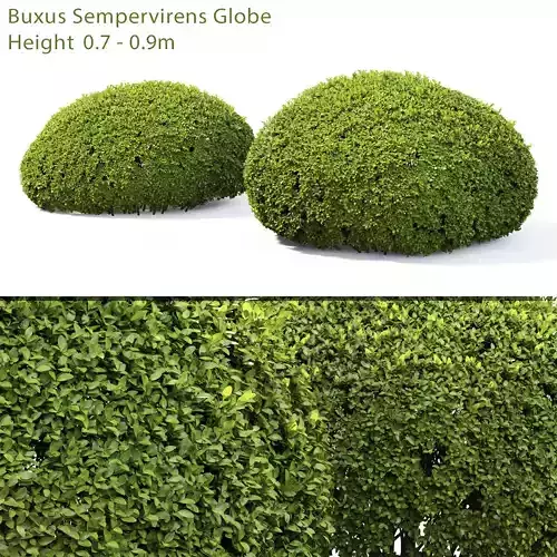 Buxus Globe 02 3D model