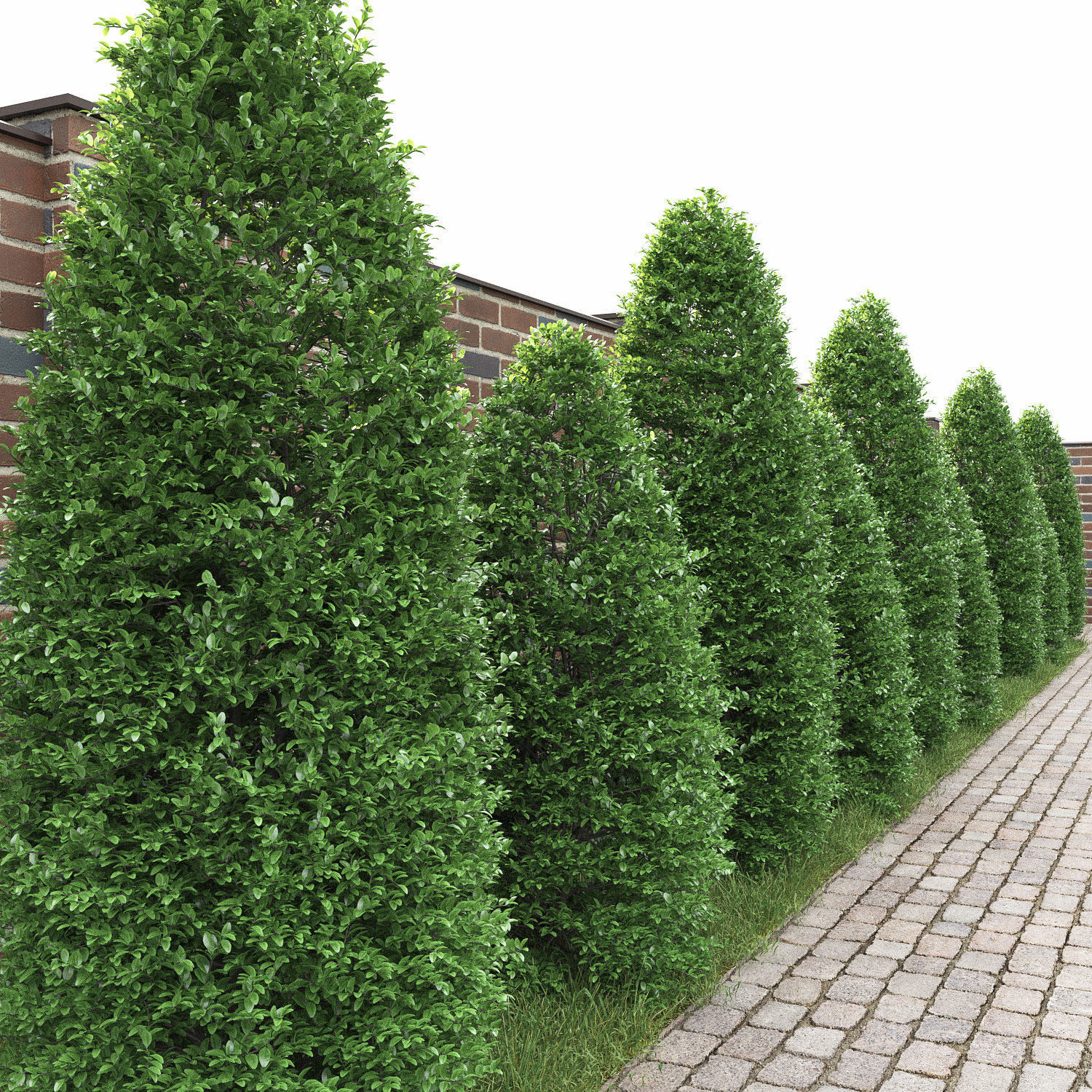 Buxus 01 3D model_1