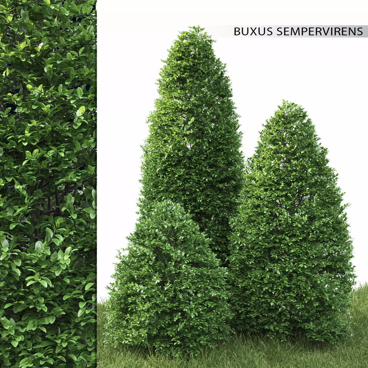 Buxus 01 3D model_0