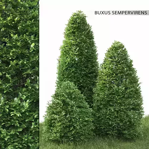Buxus 01 3D model