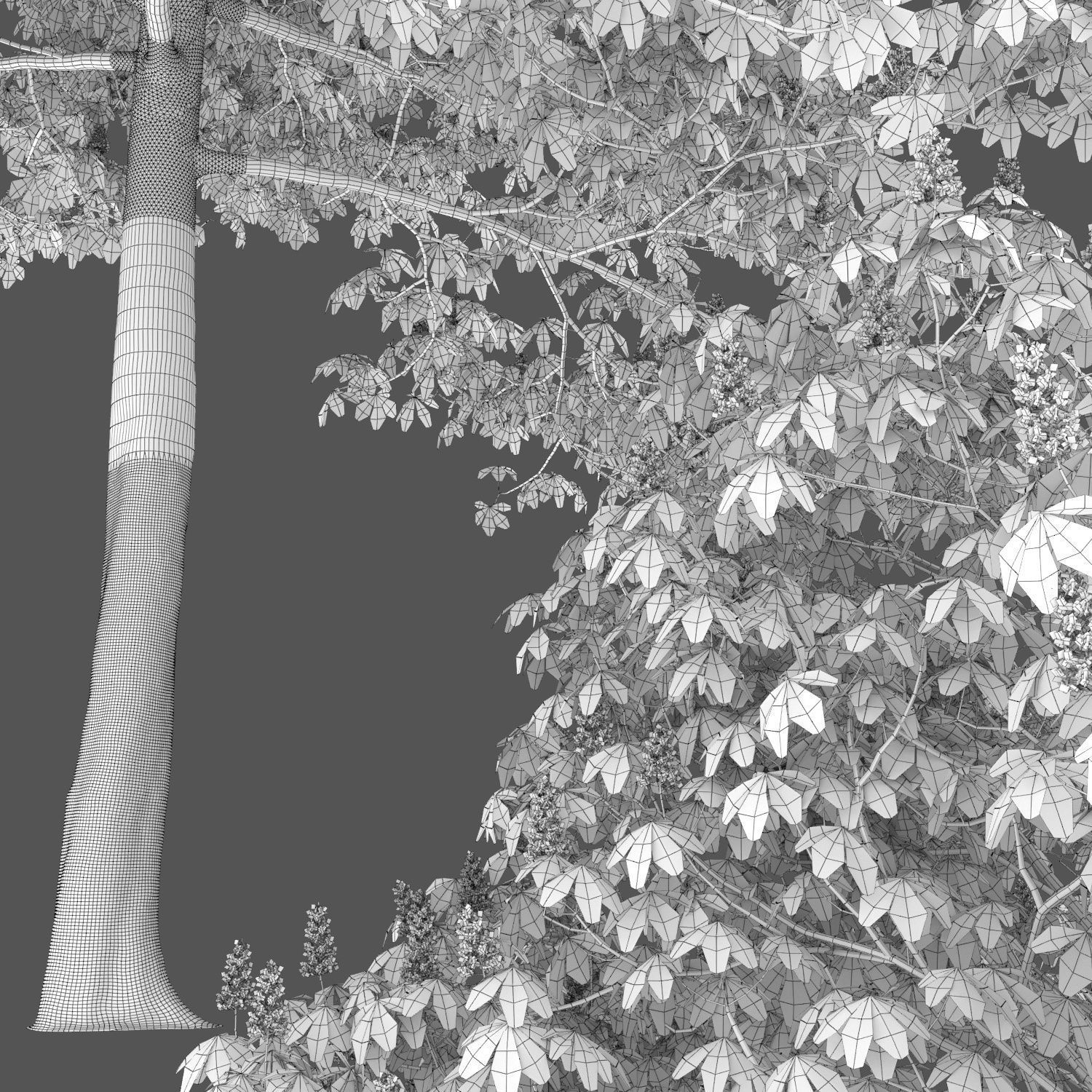 Chestnut-tree 01 H15m 3D model_4