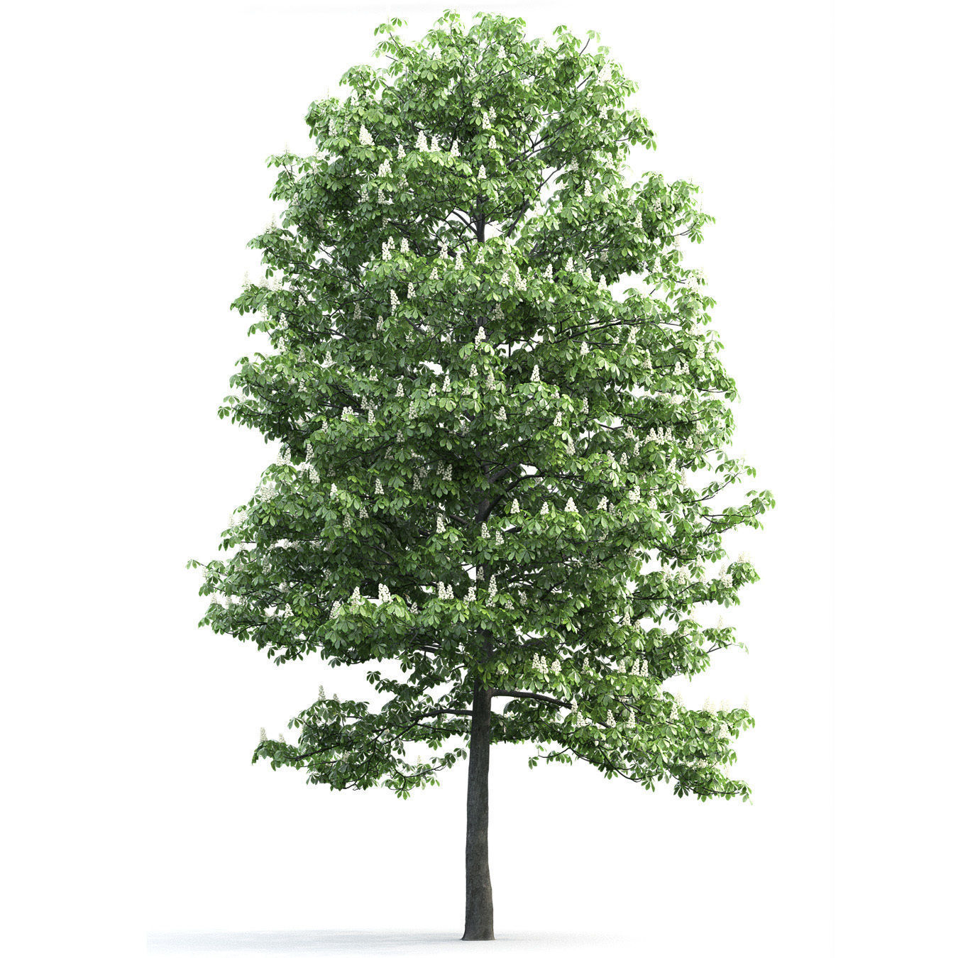 Chestnut-tree 01 H15m 3D model_3