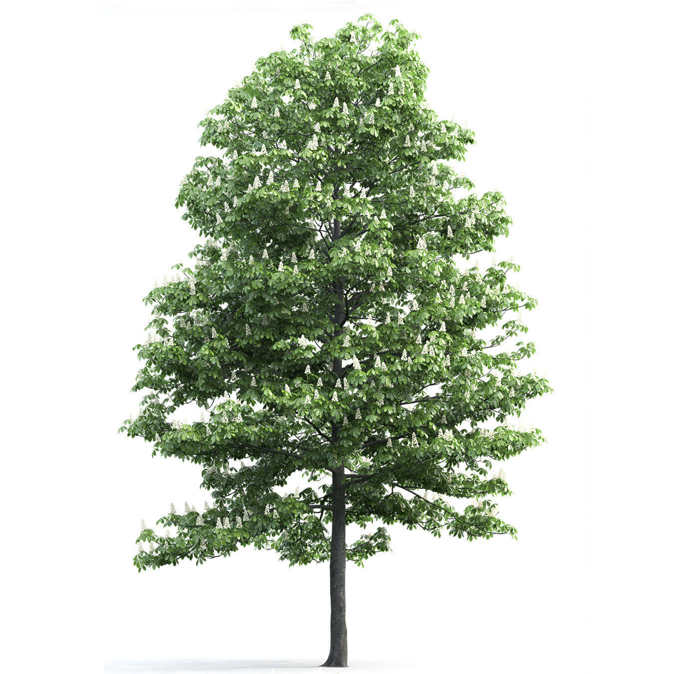 Chestnut-tree 01 H15m 3D model_2