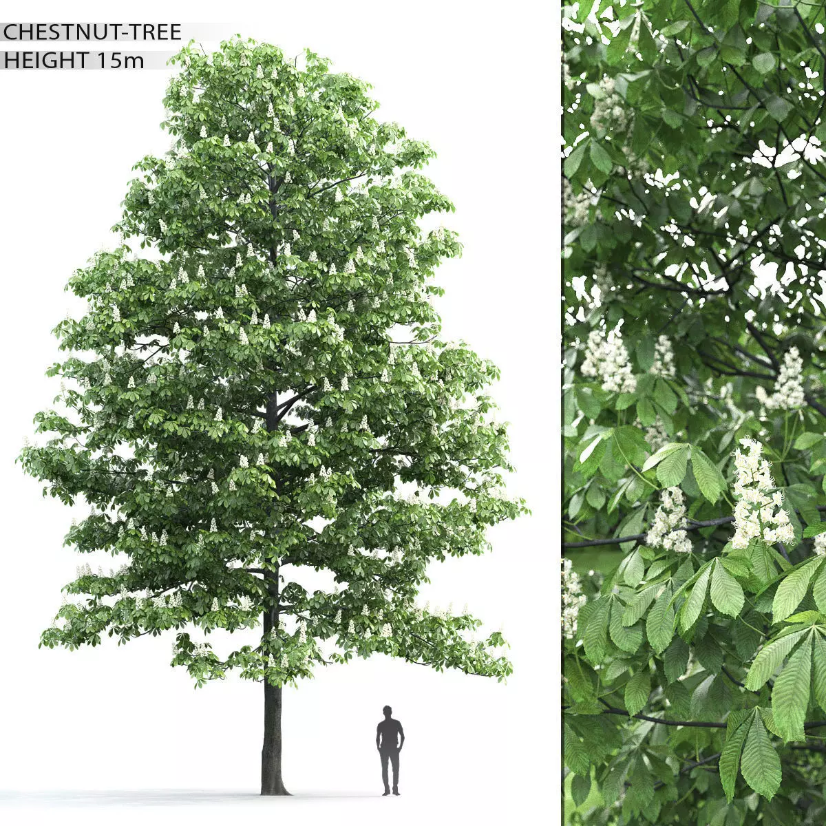 Chestnut-tree 01 H15m 3D model_0