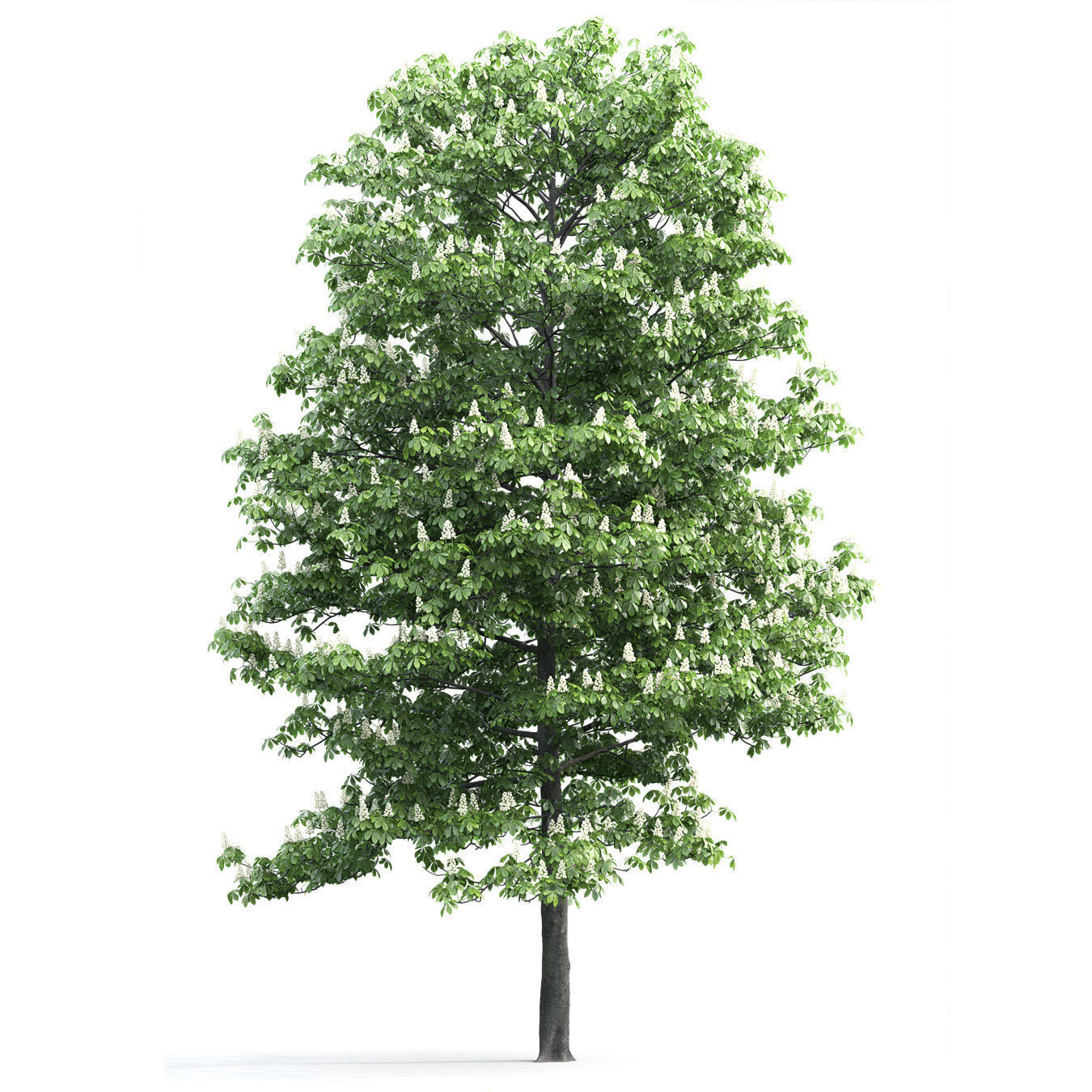 Chestnut-tree 01 H15m 3D model_1