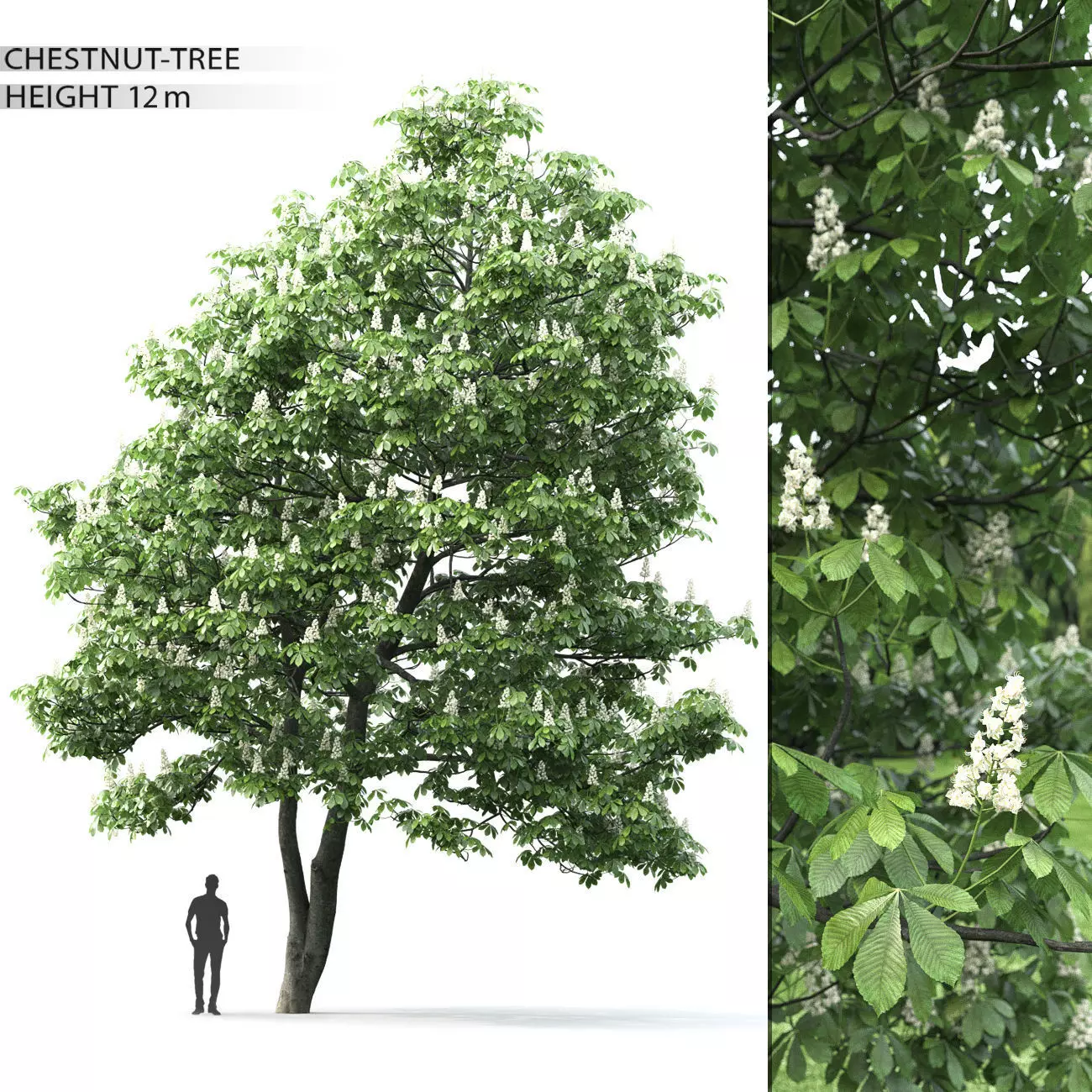 Chestnut-tree 02 H12m 3D model_0