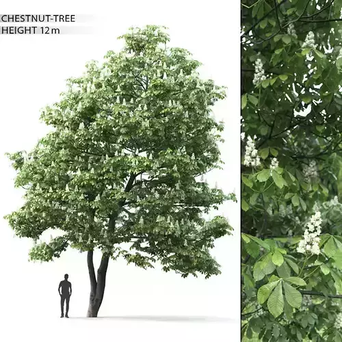 Chestnut-tree 02 H12m 3D model