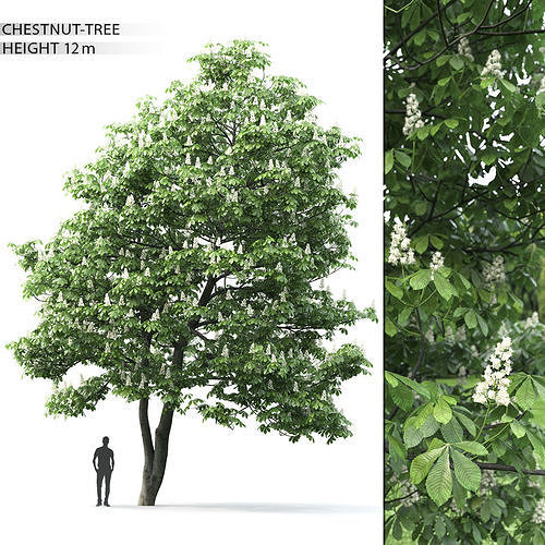 Chestnut-tree 02 H12m 3D model