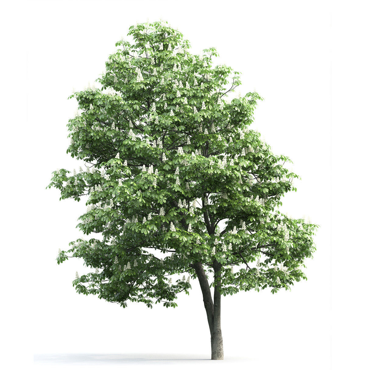 Chestnut-tree 02 H12m 3D model_1