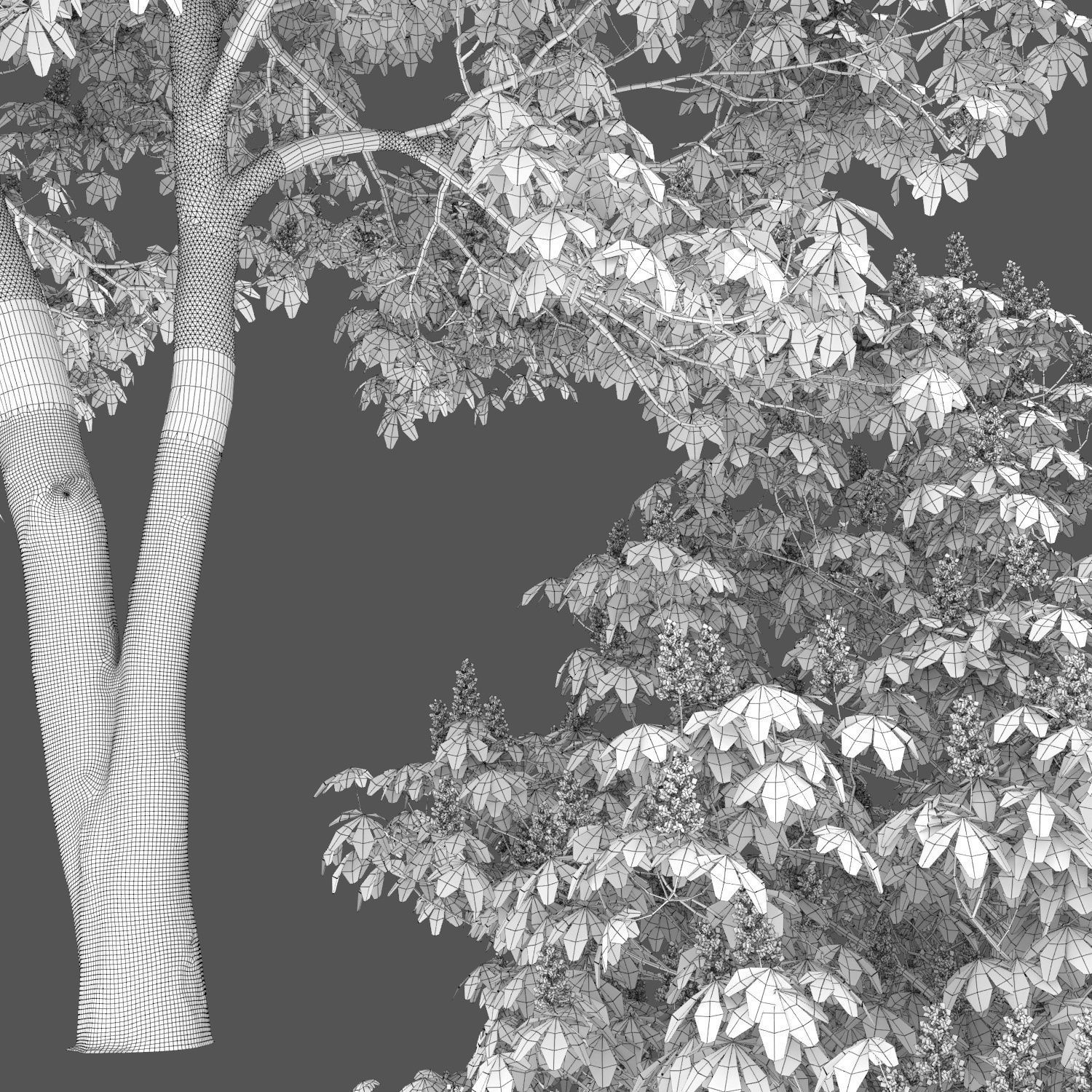 Chestnut-tree 02 H12m 3D model_4