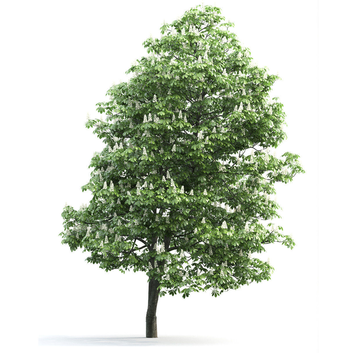 Chestnut-tree 02 H12m 3D model_3