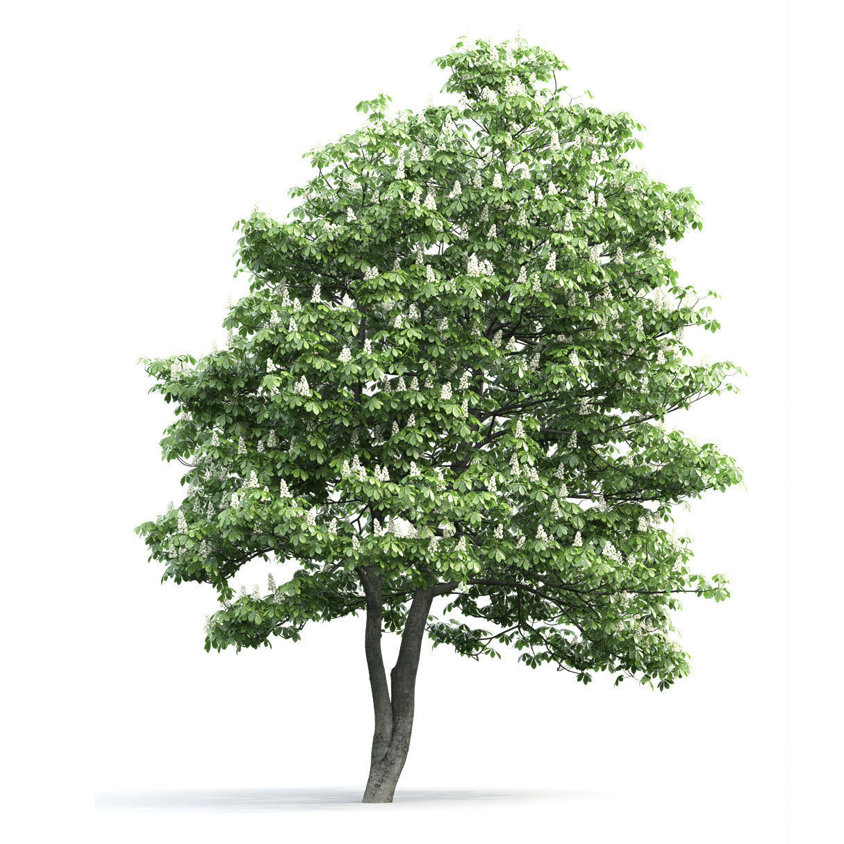 Chestnut-tree 02 H12m 3D model_2