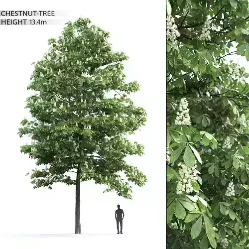 Chestnut-tree 03 H13m 3D model