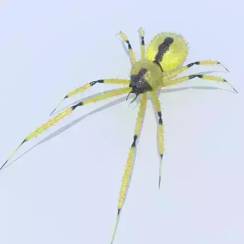 Spider Yellow sac 3D model