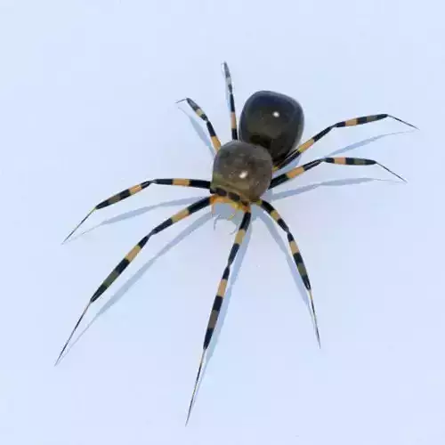 House Spider