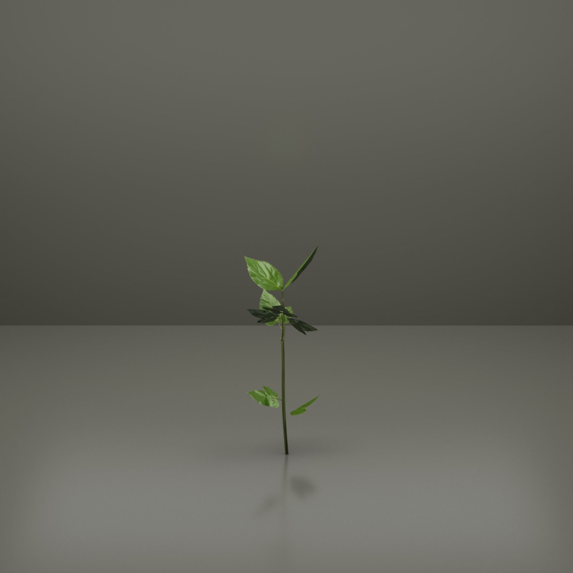 Small Plants Low-poly 3D model_1