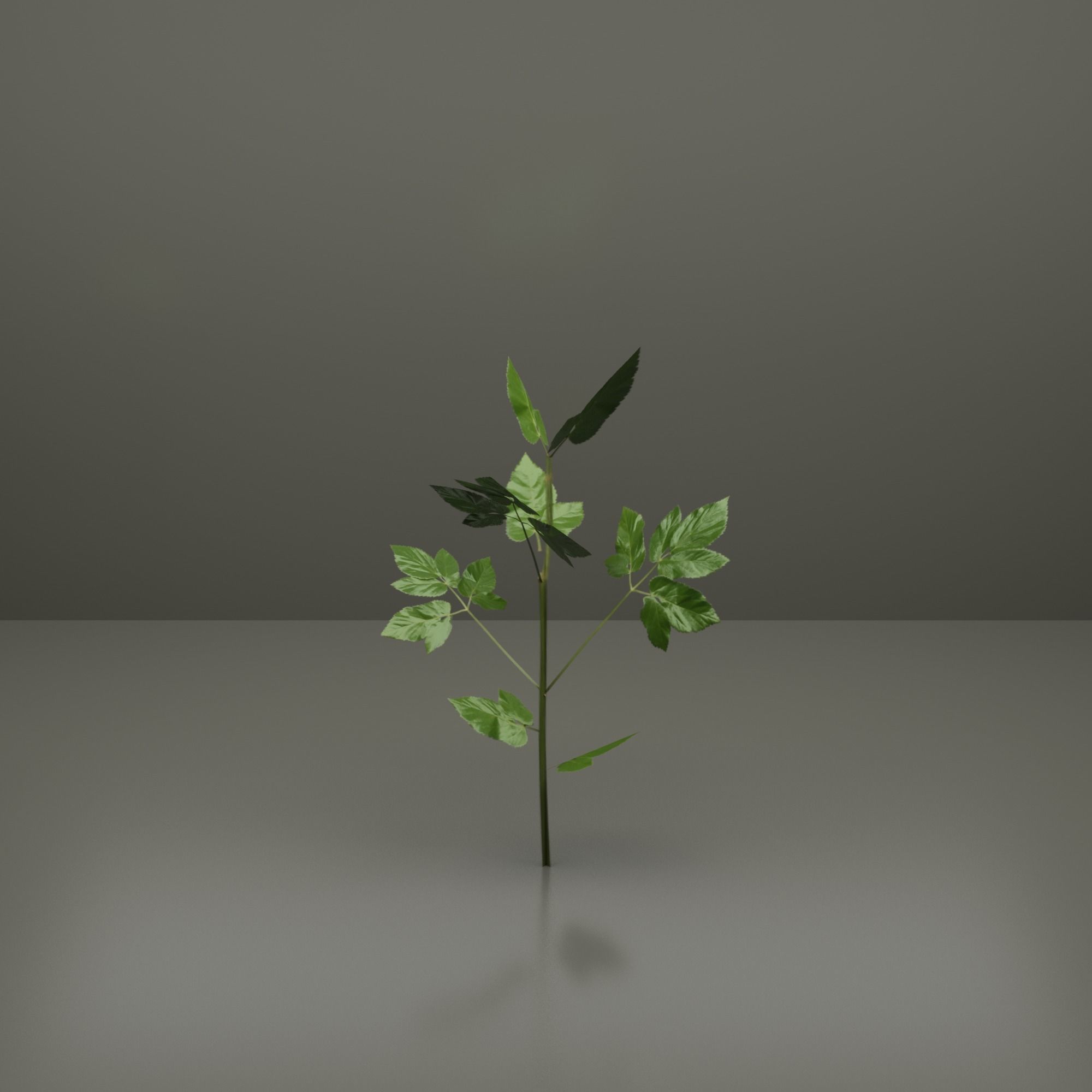 Small Plants Low-poly 3D model_4
