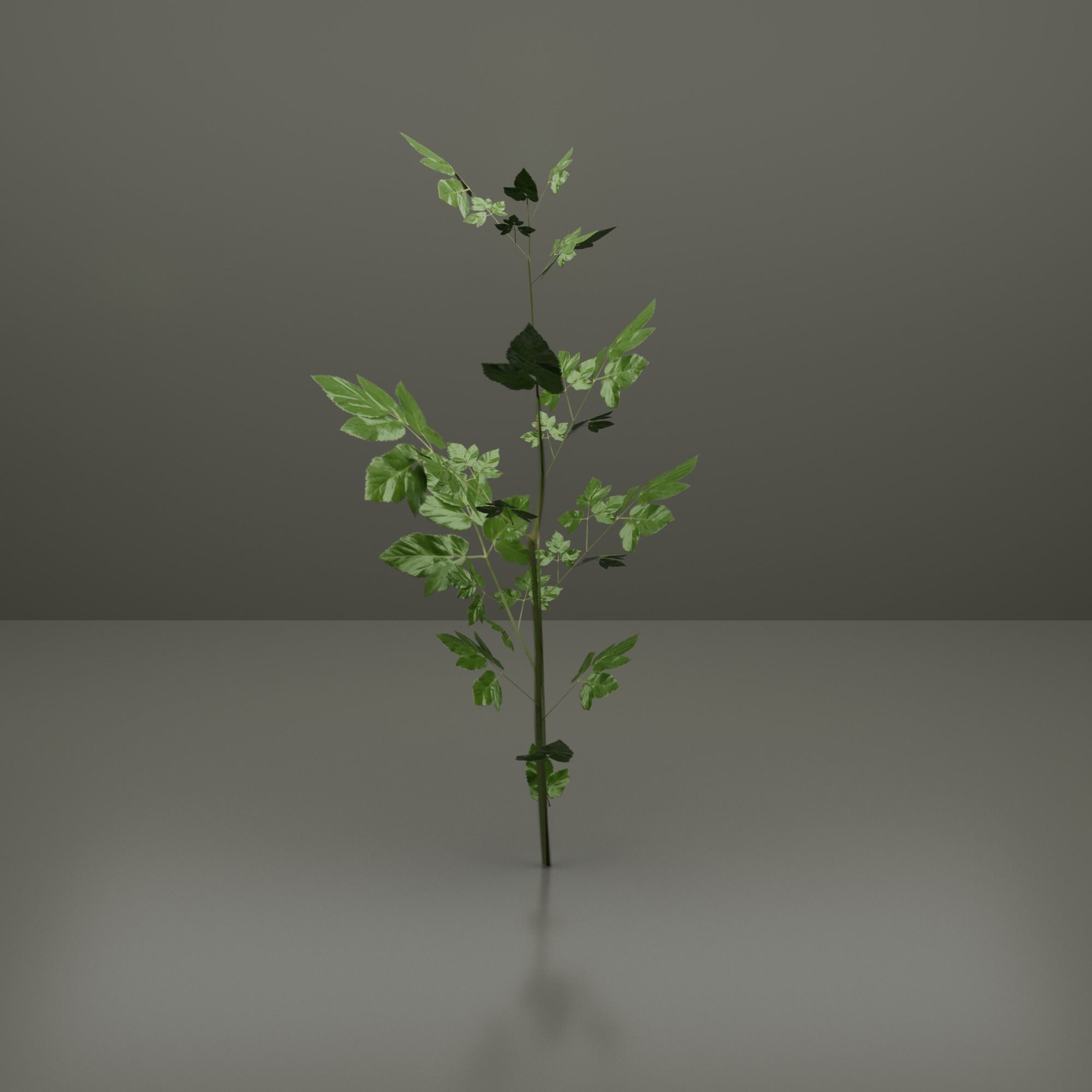 Small Plants Low-poly 3D model_5
